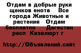 Отдам в добрые руки щенков енота. - Все города Животные и растения » Отдам бесплатно   . Дагестан респ.,Кизилюрт г.